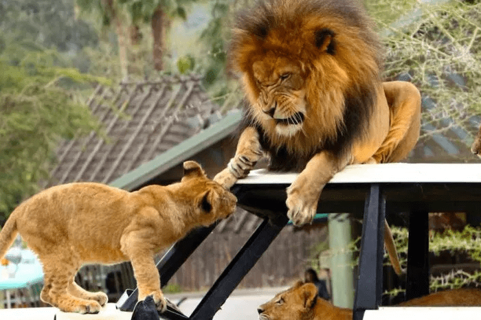 Safari Park in Lahore